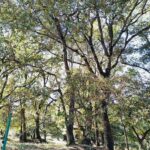 De impact van strategische projecten binnen het LIFE-programma: vraagtekens van de Europese Rekenkamer