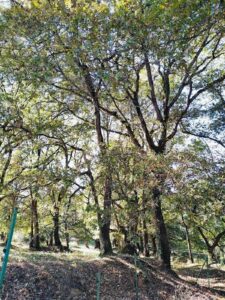 De impact van strategische projecten binnen het LIFE-programma: vraagtekens van de Europese Rekenkamer