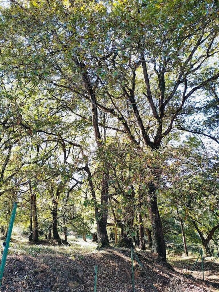 De impact van strategische projecten binnen het LIFE-programma: vraagtekens van de Europese Rekenkamer