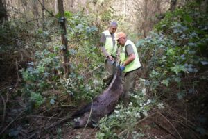 De rol van jacht en samenwerking bij het beheersen van populaties en ziekte-uitbraak