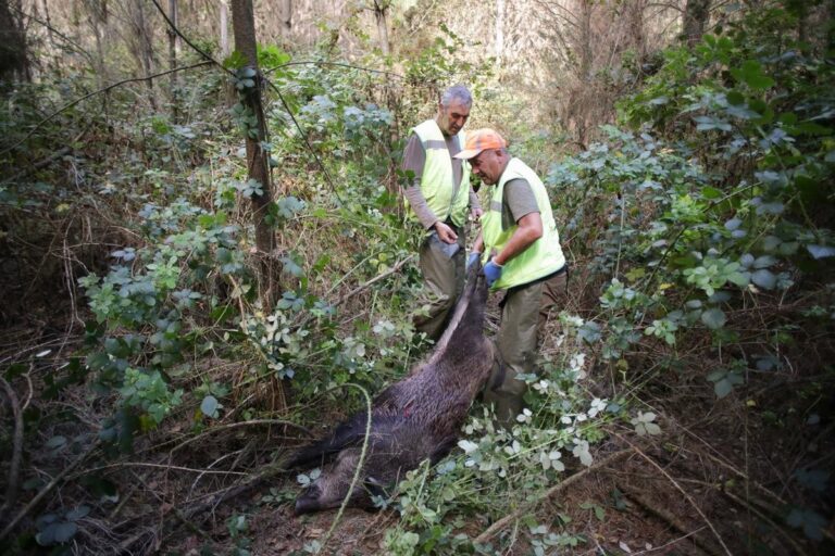 De rol van jacht en samenwerking bij het beheersen van populaties en ziekte-uitbraak