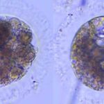 Nieuwe Doorbraken in Laboratoriummethoden voor Iberische Lynx-Embryo’s