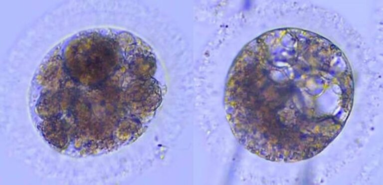 Nieuwe Doorbraken in Laboratoriummethoden voor Iberische Lynx-Embryo’s