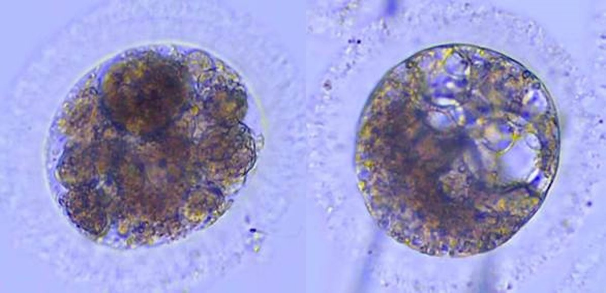 Nieuwe Doorbraken in Laboratoriummethoden voor Iberische Lynx-Embryo’s