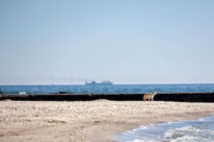 Cel: Een dodelijk incident en nieuwe aanvallen op schepen in de Zwarte Zee