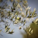 Evaluatie van de olijfoliecontrole door de Europese Rekenkamer: sterke punten en tekortkomingen