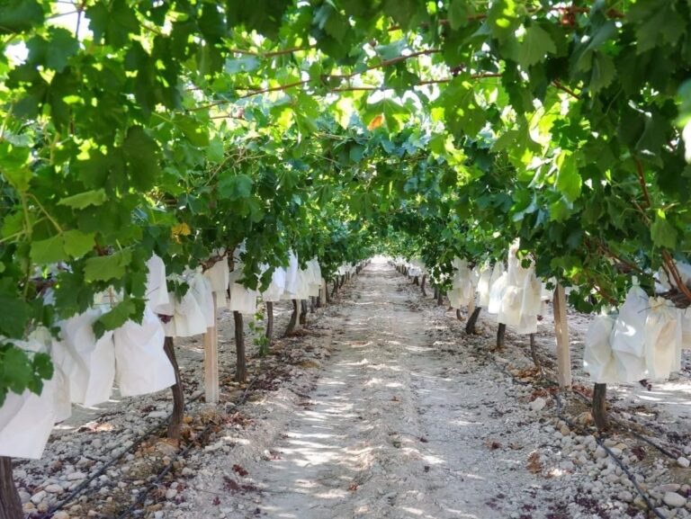 Hoe de Goedkeuring van het Mercosur-Handelsakkoord de Landbouw in Murcia en Spanje Bedreigt