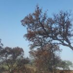 Landbouwprotesten in Andalusië: Een Uitspraken Over Europese en Nationale Beleid