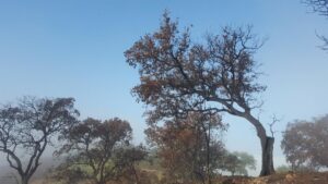 Landbouwprotesten in Andalusië: Een Uitspraken Over Europese en Nationale Beleid
