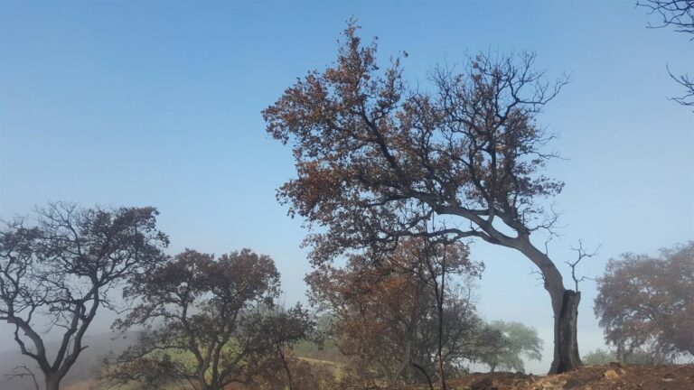Landbouwprotesten in Andalusië: Een Uitspraken Over Europese en Nationale Beleid